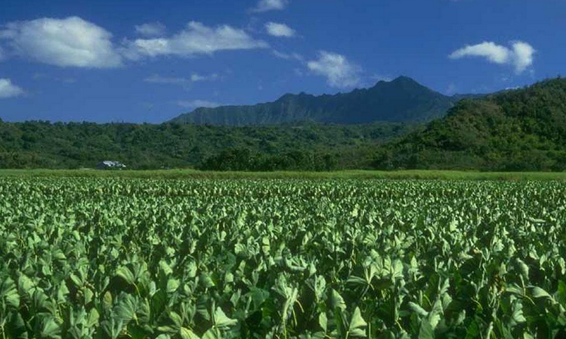 FAO llama la atención a América Latina por el tema de tenencia de la tierra