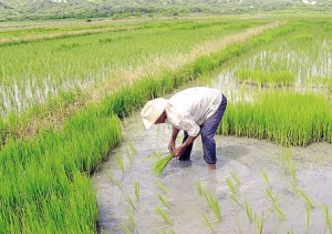 El futuro del arroz peruano