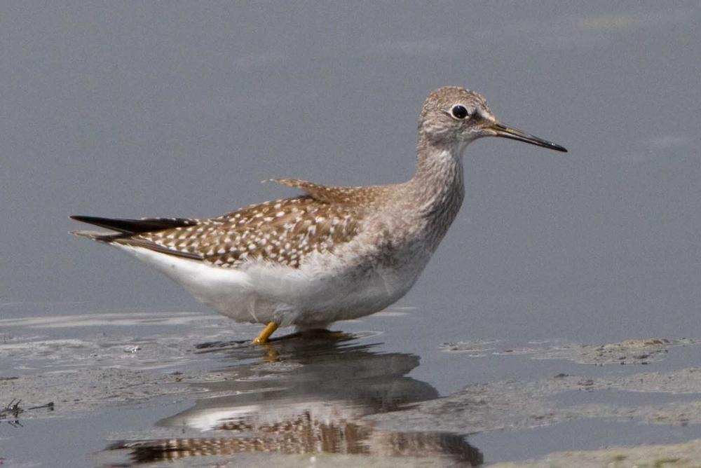 Puerto Rico: Autoridades obtienen fondos para recuperar hábitats de aves