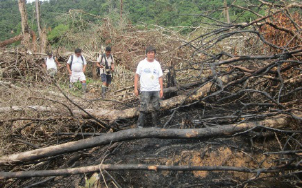 Noticia: Pasco: Depredan Bosques En Reserva Comunal Yanesha