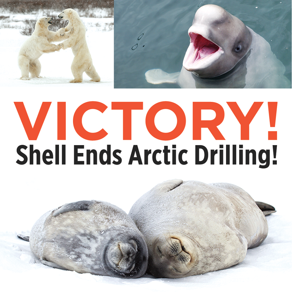 Ecologistas celebran suspensión de exploración de Shell en Alaska