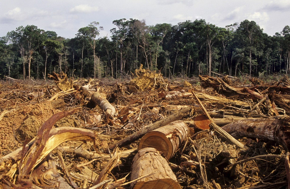 La destrucción en la Amazonía aumentó en los últimos 40 años