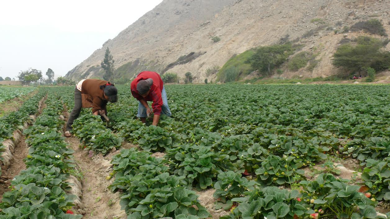 “El que los pequeños productores agrarios no reciban el apoyo necesario es principalmente un asunto de poder”