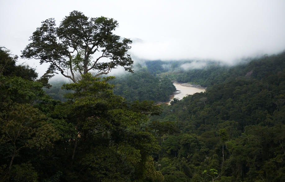 Ejecutivo aprobó la Política Nacional Forestal y de Fauna Silvestre