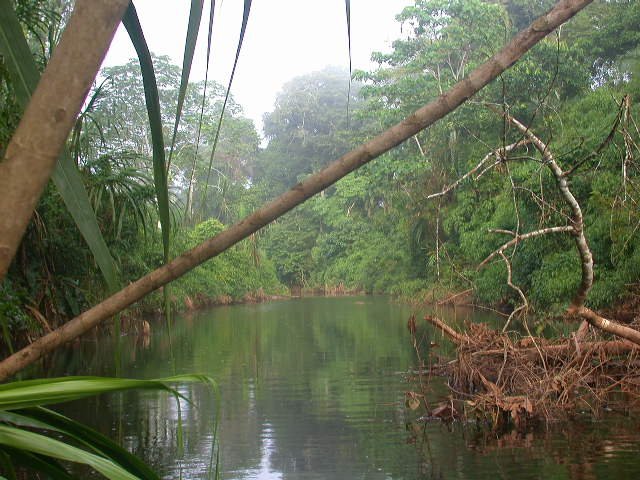 Conservar los bosques amazónicos es la mejor estrategia para atacar el cambio climático