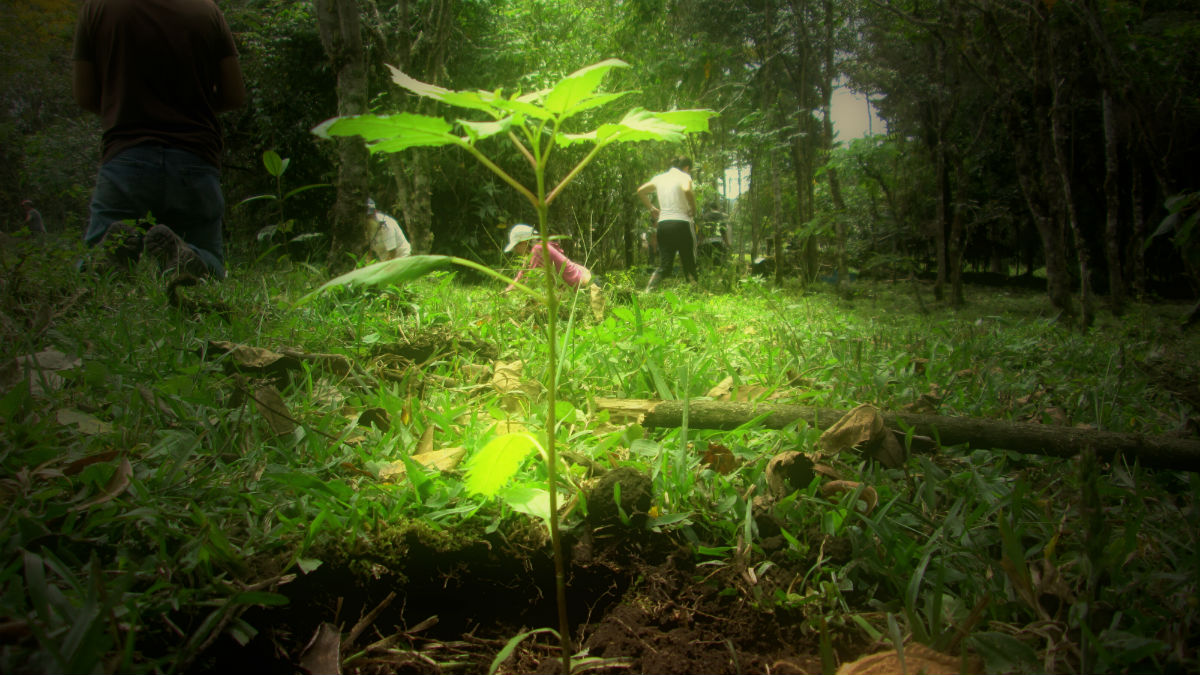 Buena noticia ecológica: a pesar de la deforestación, los bosques están creciendo en el mundo