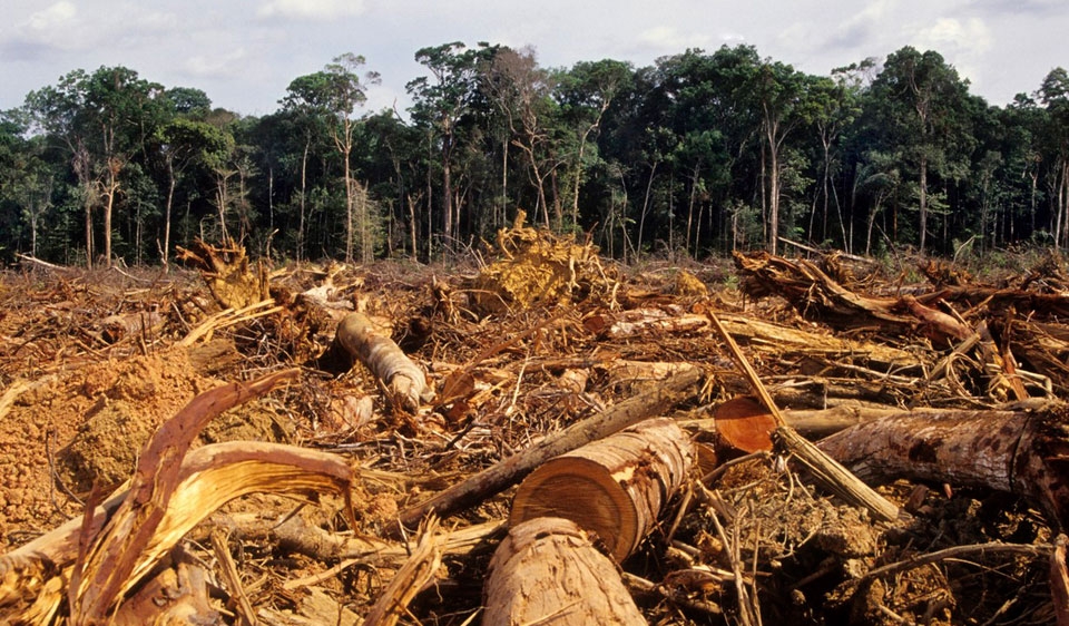 Publican nuevos mapas de la cubierta forestal del mundo