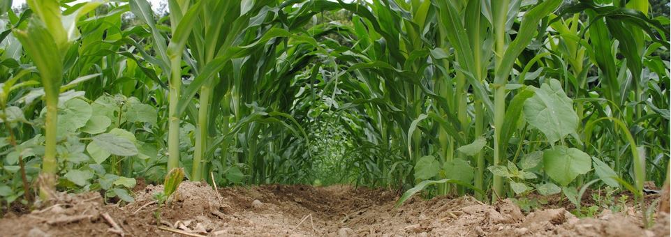 Día del No Uso de Agroquímicos y la Promoción de la Agricultura Orgánica