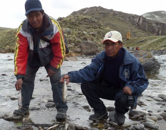 OEFA investiga caso de peces muertos en dos ríos de Puno por presunta contaminación de minera