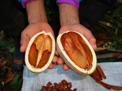 semilla de caoba