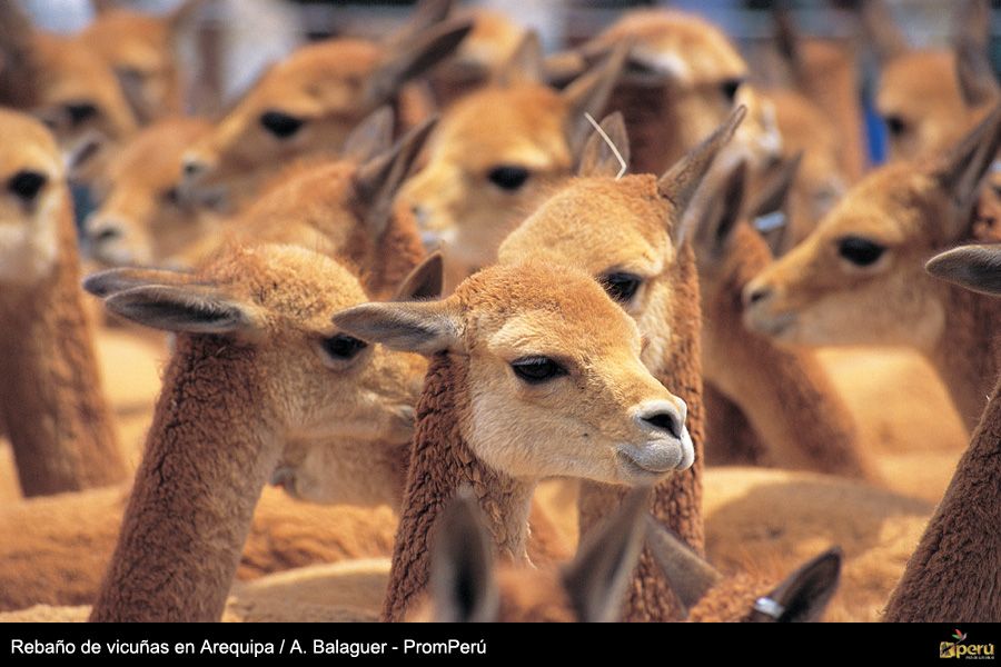 En busca de la conservación de la Vicuña