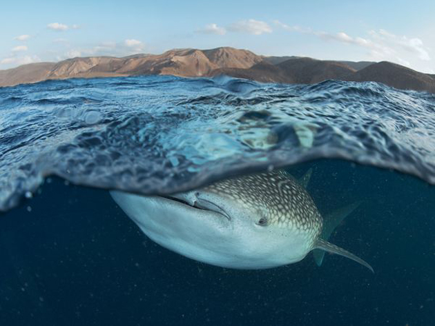 ‘La Foto del Día’ – Lo mejor de abril en National Geographic