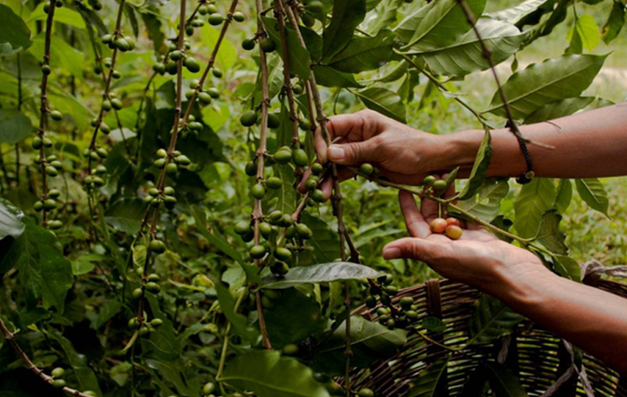 Fenómeno El Niño afecta al 18% de los cultivos de café en Colombia