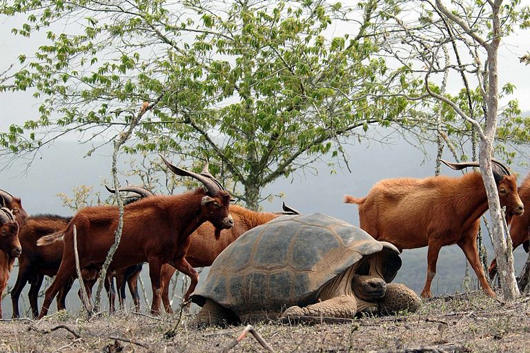 El hombre es la principal especie que amenaza las Islas Galápagos