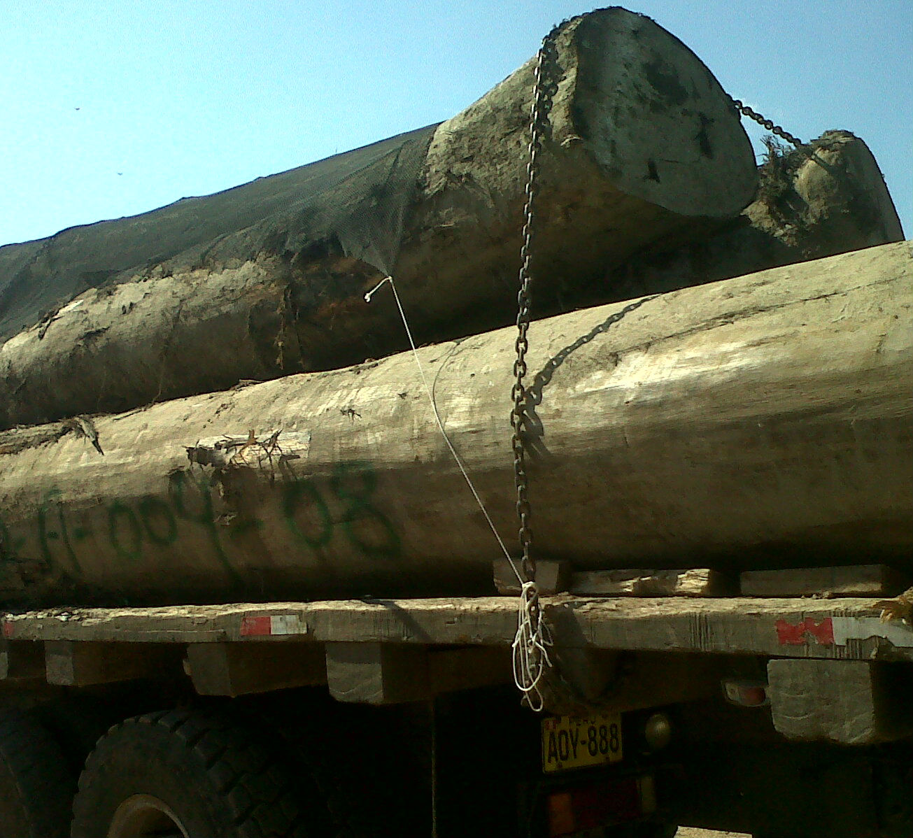 ¡Confirmado! Gobierno regional de Ucayali autorizó la tala ilegal de bosques amazónicos