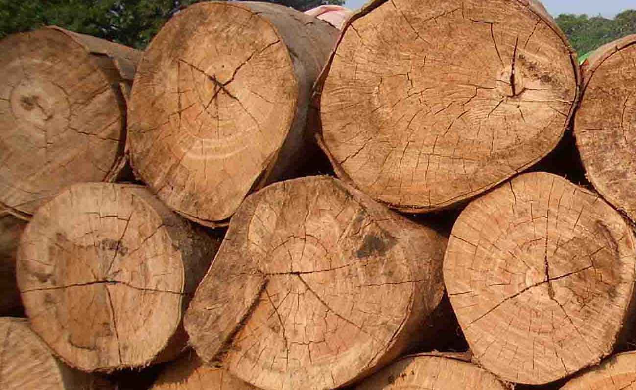 ONU: Demanda industrial de madera en África se triplicaría para el 2050