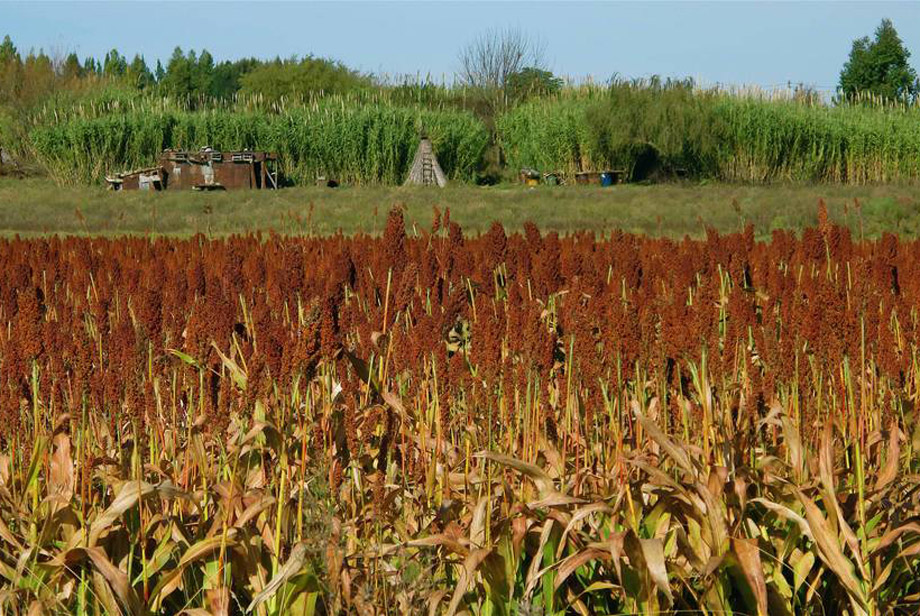 FAO insta a incluir diversidad genética en planes contra cambio climático