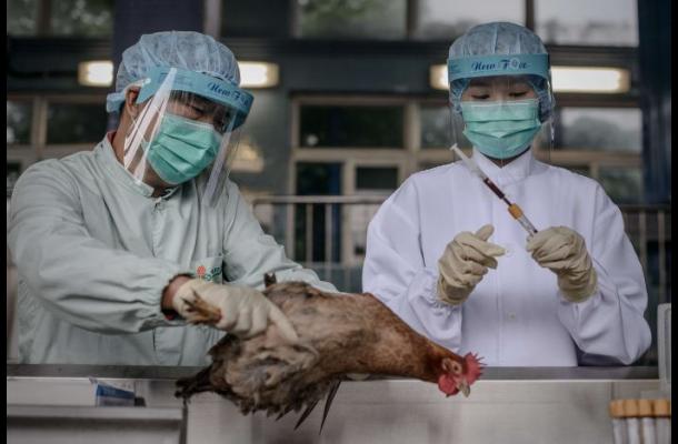 Atentos a la gripe aviar H7N9