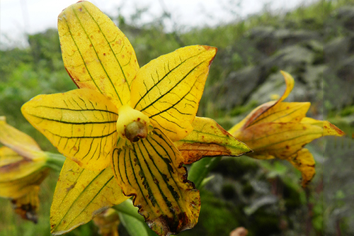 Orquídea de Lima: Flor que se creía extinta desde hace más de 50 años fue hallada en Cañete