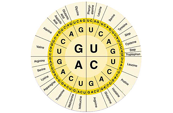 Post Revolución En Ingeniería Genética Genes Influyen En Velocidad De Producción De Proteínas 5985