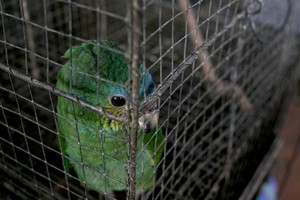 Crueldad animal: Imágenes impactantes del tráfico de fauna en Perú