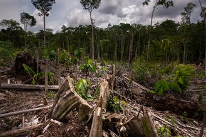 Perú perdió dos millones de hectáreas de bosques primarios en dos décadas