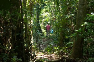 Nuestro sistema inmune necesita bosques sanos