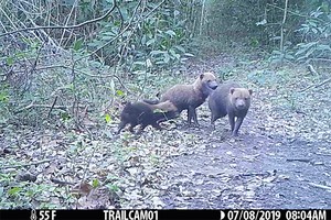 Raros perros de monte captados por cámaras trampa en la Amazonía de Bolivia | VIDEO