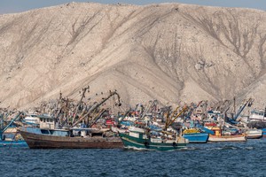 Harina Negra: tres mecanismos para la producción ilegal de harina de pescado