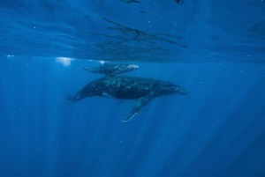 Cámara colocada en una ballena bebé revela secretos sorprendentes