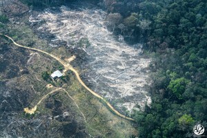 Estudio concluye que deforestación aumenta a medida que se intensifica el conflicto armado en Colombia