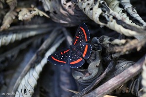 Esta es la importancia de las comunidades en la conservación de zonas protegidas