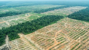 Así arrasan con el bosque amazónico los cultivos de palma aceitera