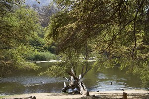 Perú: El bosque que lucha contra el olvido