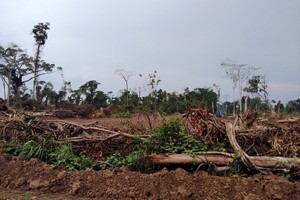 Los bosques de Ucayali se han convertido en el botín de los traficantes de tierras