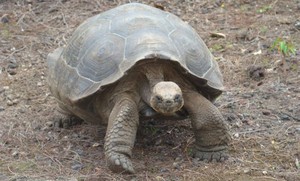 Ecuador: las tortugas gigantes de Galápagos y su lento camino hacia la recuperación