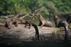 Lobos de río: víctimas de la minería ilegal en Madre de Dios