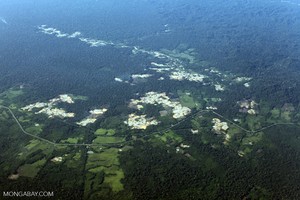 Podrían desaparecer 2750 kilómetros cuadrados de bosque por carretera en la Amazonía