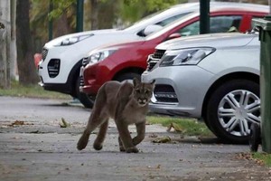 Pumas, zorros y otros animales exploran ciudades latinoamericanas durante la pandemia del COVID-19