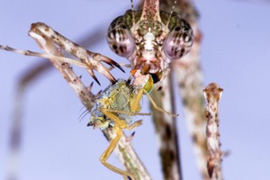 Perú: descubren nueva mantis religiosa que utiliza una especie de arpón para capturar a sus presas