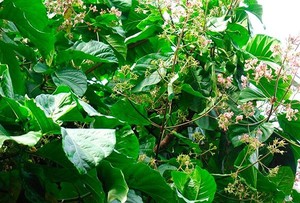 Plantas del bosque socorren a la ciudad