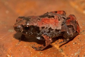 Científicos descubren una rana de un centímetro en Madre de Dios