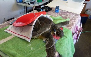 La hazaña de rescatar a 600 tortugas marinas en la costa de Uruguay