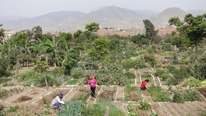 Lima combate al cambio climático a través de la agricultura urbana
