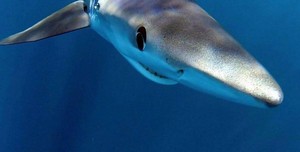 Más de la mitad de los tiburones y mantarrayas en el mar Mediterráneo están en riesgo de extinción