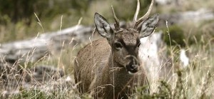 Huemul: ganadería, crecimiento urbano y turismo acorralan al ciervo más emblemático de la Patagonia