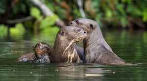 ¿Qué se espera en el sector ambiental para el 2018?