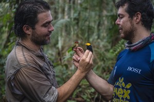 El biólogo colombiano que observa aves con exguerrilleros de las FARC