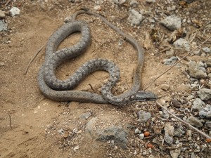 Galápagos: la culebra de Floreana, un misterio que va camino a resolverse