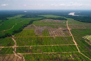 La devastadora expansión de una empresa de palma en la Amazonía de Perú